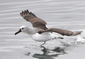 Relatório da ONU aponta aumento da extinção de espécies migratórias nos últimos dois anos