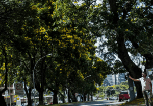 MMA institui Plano Nacional de Arborização Urbana para ampliar arborização em áreas urbanas