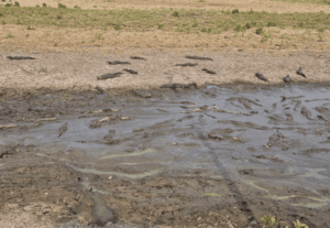 Reunião técnica atualiza previsões climáticas e aponta intensificação do El Niño até dezembro