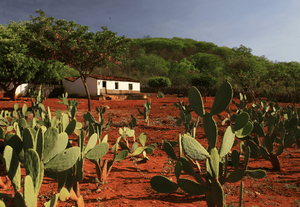 Brasil apresenta meta para Neutralidade da Degradação da Terra durante COP 17, na Mongólia
