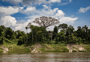 Prazo para inscrições em edital de apoio a iniciativas em territórios da Amazônia Legal é prorrogado até 21 de setembro
