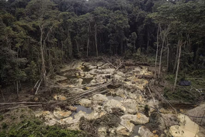 Novo Congresso traz risco de desmonte de leis ambientais